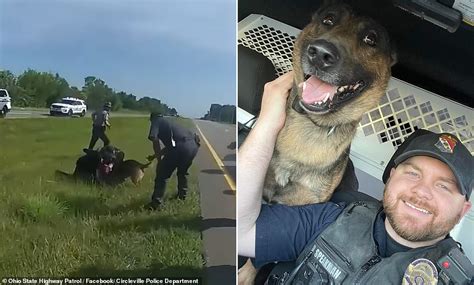 Ohio police fire officer who unleashed K-9 on unarmed man